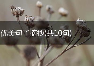 优美句子摘抄(共10句)