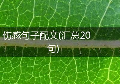 伤感句子配文(汇总20句)