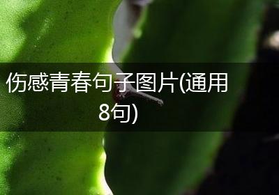 伤感青春句子图片(通用8句)