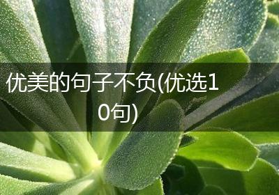 优美的句子不负(优选10句)