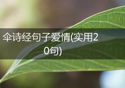 伞诗经句子爱情(实用20句)