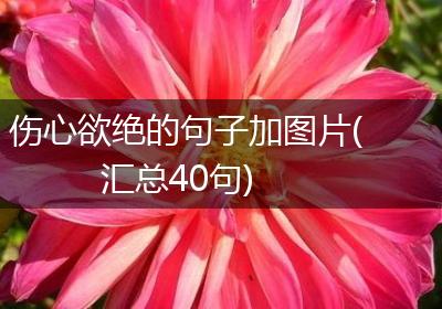 伤心欲绝的句子加图片(汇总40句)