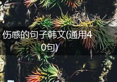 伤感的句子韩文(通用40句)