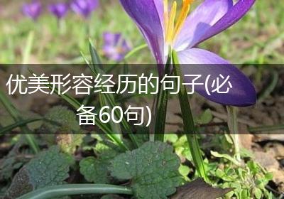 优美形容经历的句子(必备60句)