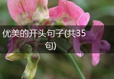 优美的开头句子(共35句)