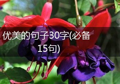 优美的句子30字(必备15句)