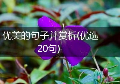 优美的句子并赏析(优选20句)