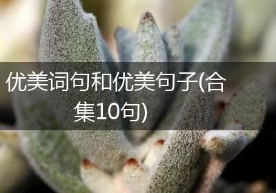 优美词句和优美句子(合集10句)