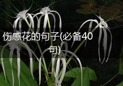伤感花的句子(必备40句)