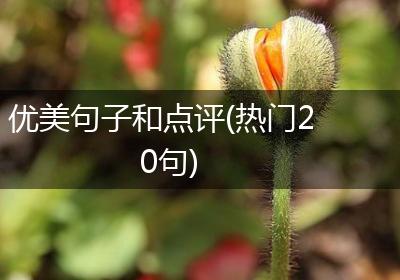 优美句子和点评(热门20句)