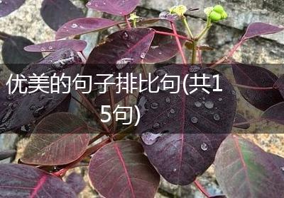 优美的句子排比句(共15句)