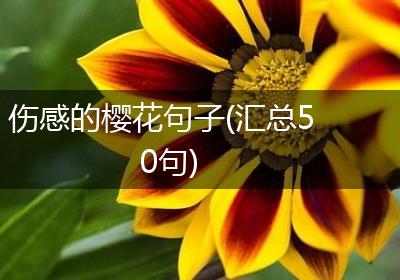 伤感的樱花句子(汇总50句)