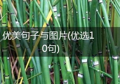 优美句子与图片(优选10句)