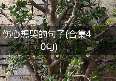伤心想哭的句子(合集40句)