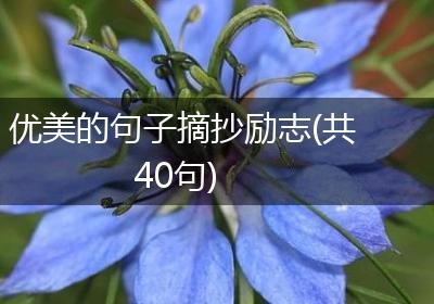 优美的句子摘抄励志(共40句)