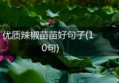优质辣椒苗苗好句子(10句)