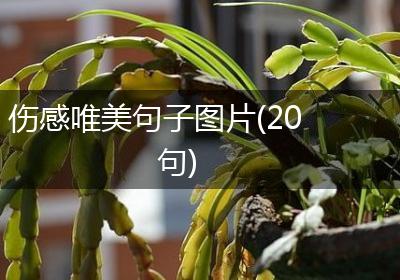 伤感唯美句子图片(20句)