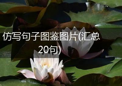 仿写句子图鉴图片(汇总20句)