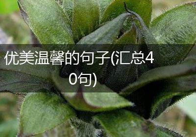 优美温馨的句子(汇总40句)