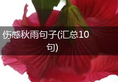 伤感秋雨句子(汇总10句)