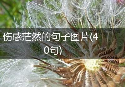伤感茫然的句子图片(40句)