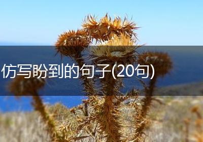 仿写盼到的句子(20句)