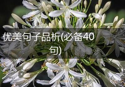 优美句子品析(必备40句)