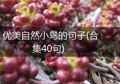 优美自然小鸟的句子(合集40句)