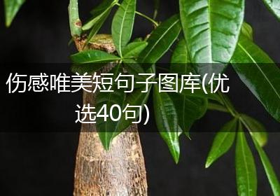 伤感唯美短句子图库(优选40句)