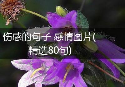 伤感的句子 感情图片(精选80句)