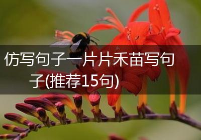 仿写句子一片片禾苗写句子(推荐15句)
