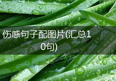 伤感句子配图片(汇总10句)