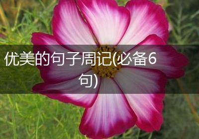 优美的句子周记(必备6句)