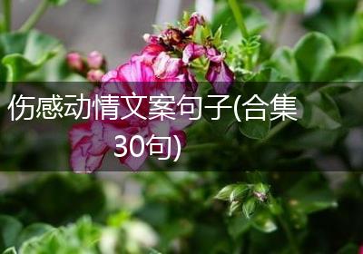 伤感动情文案句子(合集30句)