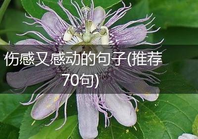 伤感又感动的句子(推荐70句)
