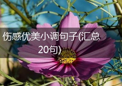 伤感优美小调句子(汇总20句)