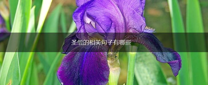 圣僧的相关句子有哪些,第1张