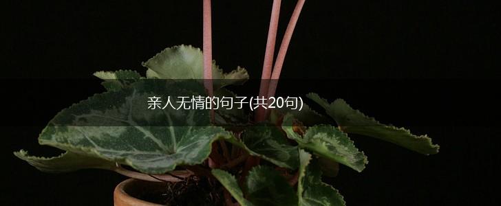 亲人无情的句子(共20句),第1张