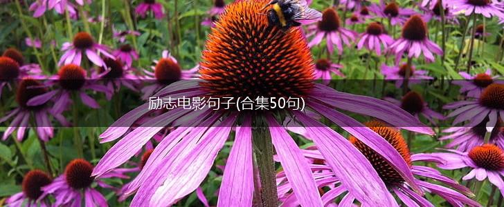 励志电影句子(合集50句),第1张