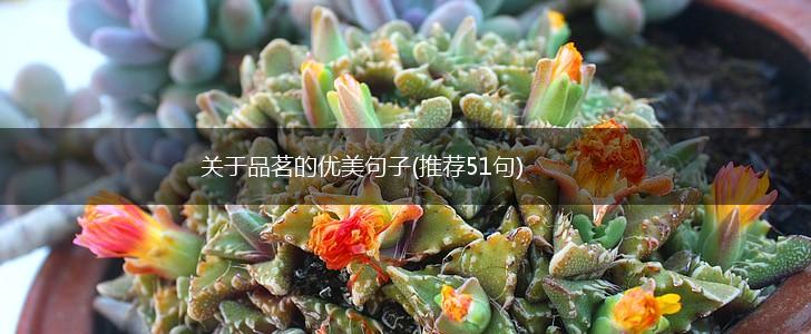 关于品茗的优美句子(推荐51句),第1张