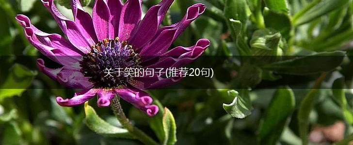 关于笑的句子(推荐20句),第1张