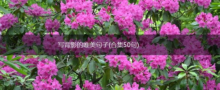 写背影的唯美句子(合集50句),第1张