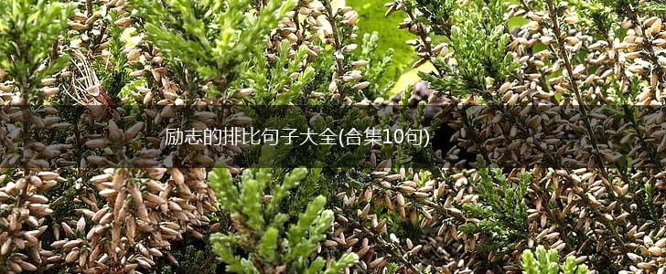 励志的排比句子大全(合集10句),第1张