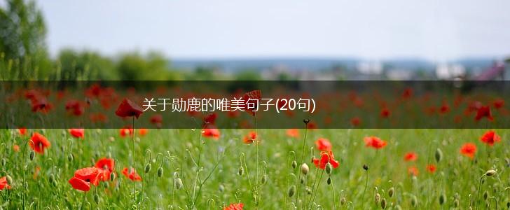关于勋鹿的唯美句子(20句),第1张
