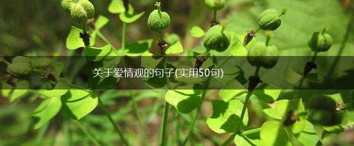 关于爱情观的句子(实用50句),第1张