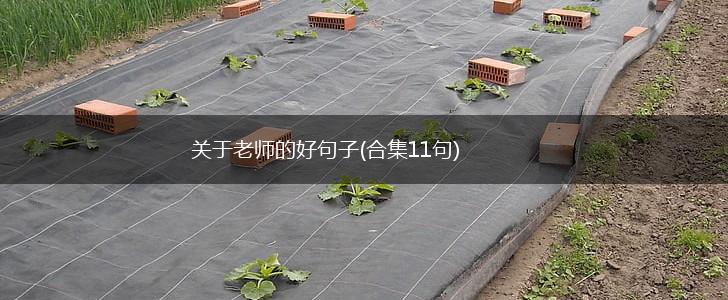 关于老师的好句子(合集11句),第1张
