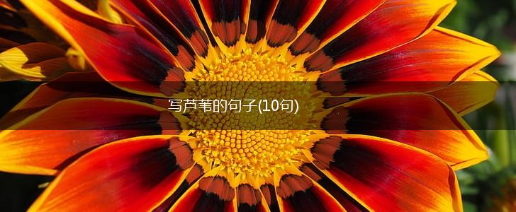 写芦苇的句子(10句),第1张