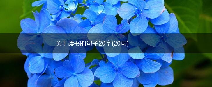 关于读书的句子20字(20句),第1张