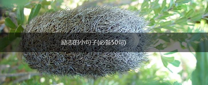 励志的小句子(必备50句),第1张