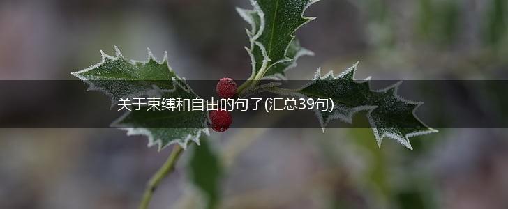 关于束缚和自由的句子(汇总39句),第1张